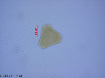 ISEM 2/Leucadendron_salignum_27557/Leucadendron_salignum_27557_0001(copy)_thumb.jpg